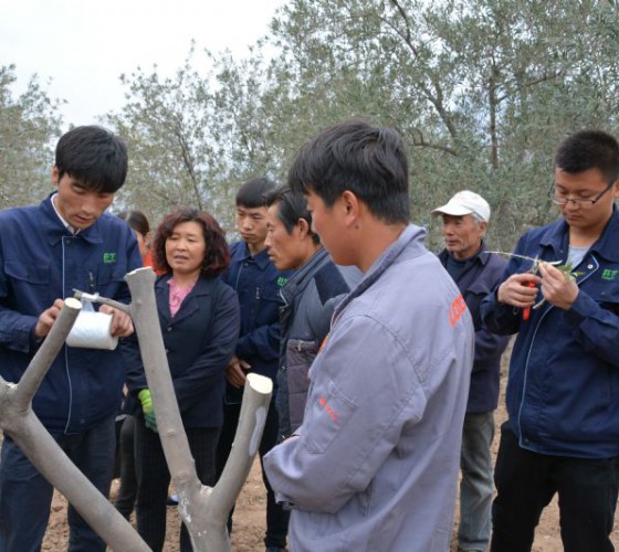公司從產(chǎn)業(yè)鏈起始端著手，引進(jìn)良種優(yōu)苗，繁育基地苗圃，優(yōu)化樹(shù)種，以?xún)?yōu)質(zhì)的橄欖樹(shù)苗為生產(chǎn)特級(jí)初榨橄欖油提供基礎(chǔ)保障。在以自建萬(wàn)畝國(guó)家標(biāo)準(zhǔn)化油橄欖..
