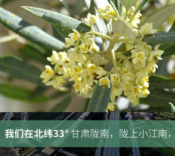 武都的氣候、土壤等與地中海沿岸極其相似，同處于世界頂級(jí)油橄欖黃金生產(chǎn)帶（32°58--33°36）年平均氣溫為14.7°，年日照時(shí)數(shù)1911..